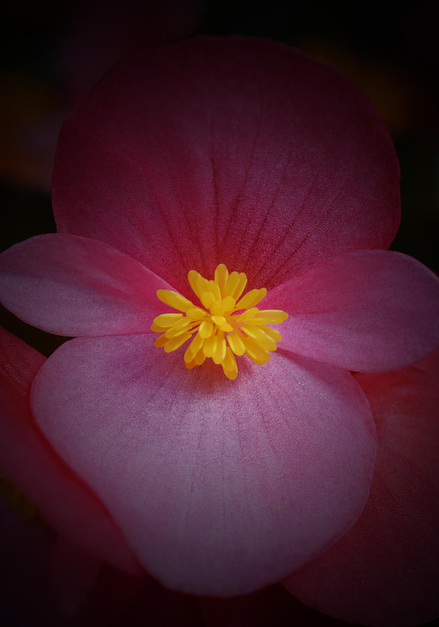 Summer Photograph - Begonia by Richard Andrews