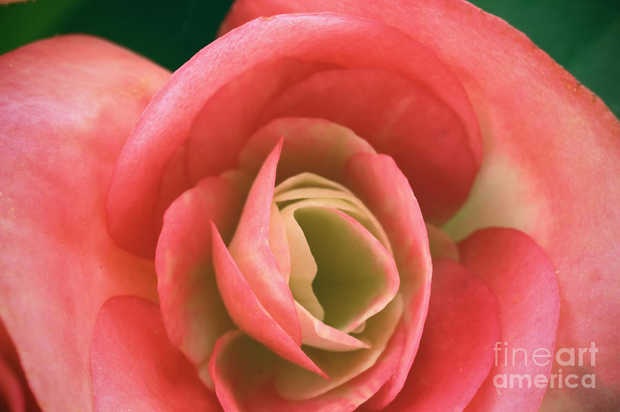 Flower Photograph - Begonia Rose by R K