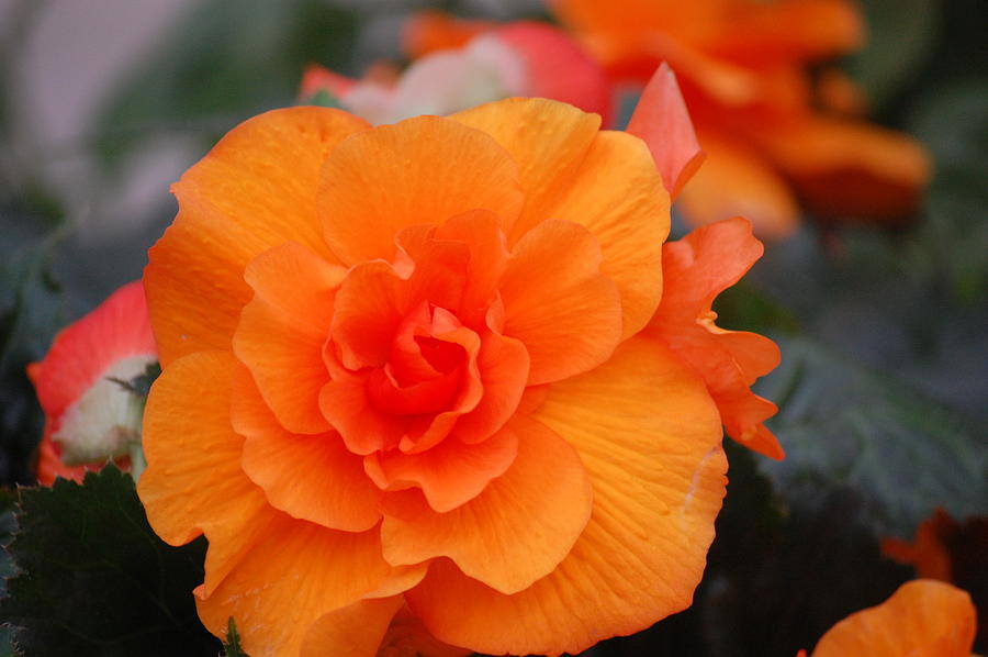 Begonia Sunrise Photograph by Helen Carson