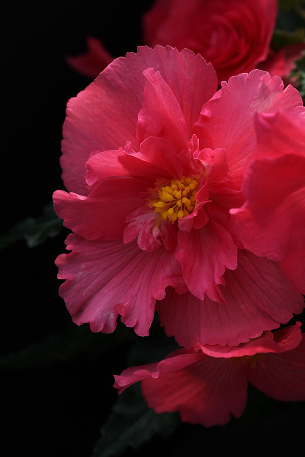 Begonia Photograph by Tammy Pool