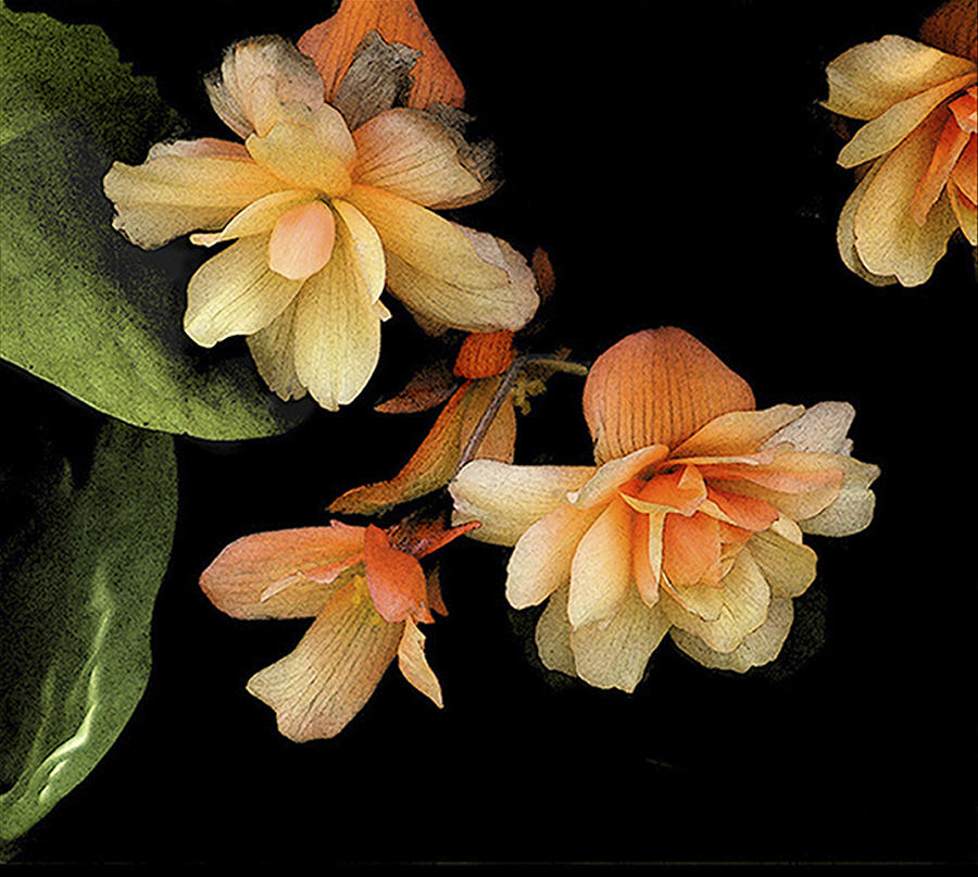 Begonias 2 Photograph by Janis Senungetuk