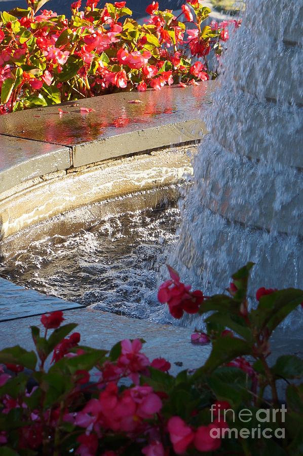 Begonias And Fountain Photograph by Maxine Billings