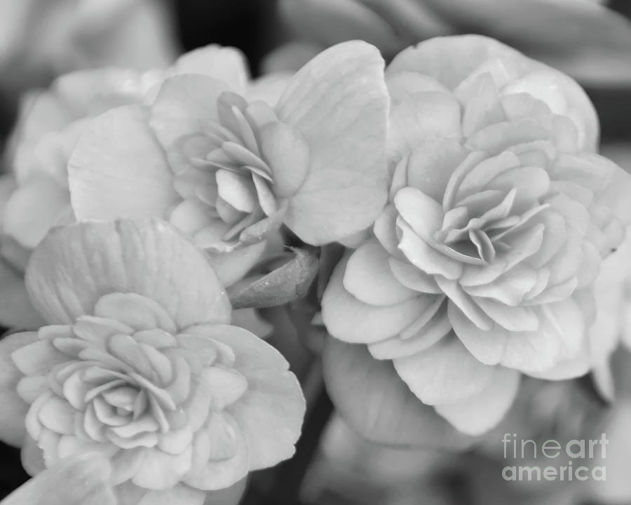 Flower Photograph - Begonias In Black and White by Olga Hamilton