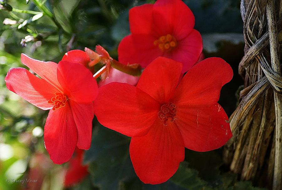 Begonias in Red Photograph by Tracey Vivar