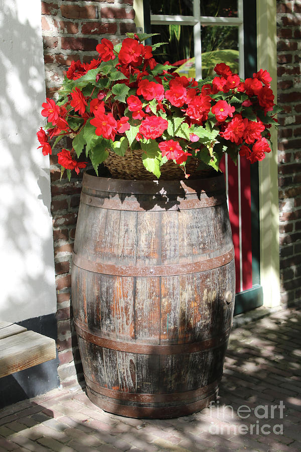Begonias in the Barrel Photograph by Carol Groenen