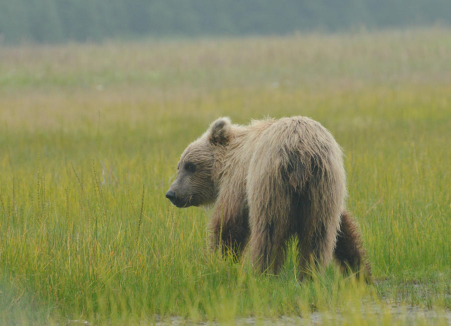 Behind Every Bear Photograph by Fraida Gutovich
