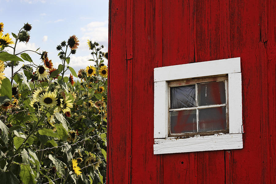 Behind the Barn Photograph by Rebecca Cozart