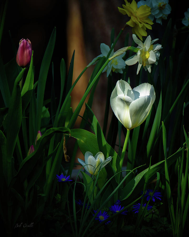 Flower Photograph - Behind the garden wall by Bob Orsillo