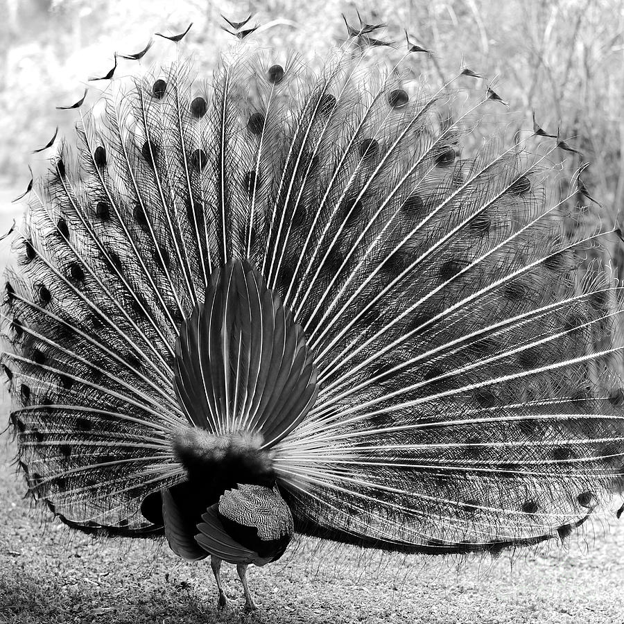 Behind the Peacock - Black and White Photograph by Carol Groenen