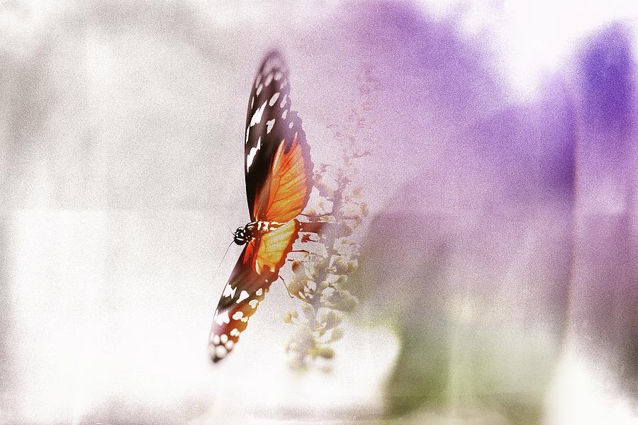 Behind the purple Photograph by Jaroslav Buna