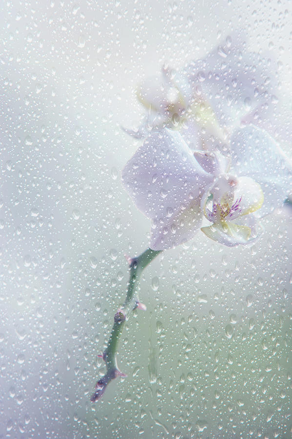 Behind the Rainy Window Photograph by Jenny Rainbow