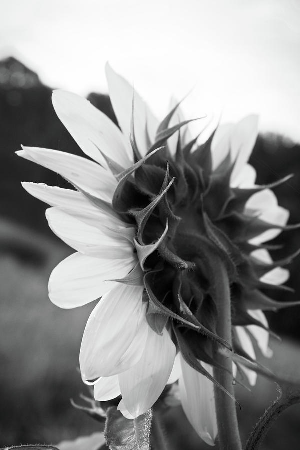 Behind The Sunflower In Bw Photograph
