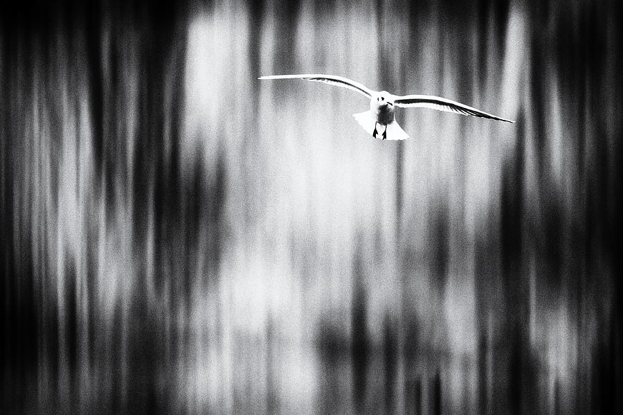 Behind The Trees Photograph by Jaroslav Buna