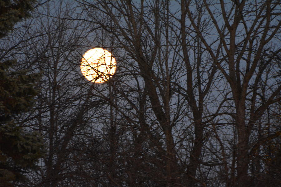 Behind the Trees by Rebecca Mento Behind the Trees by Rebecca Mento