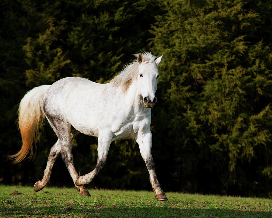 Behold a Pale Horse Photograph by Ron McGinnis