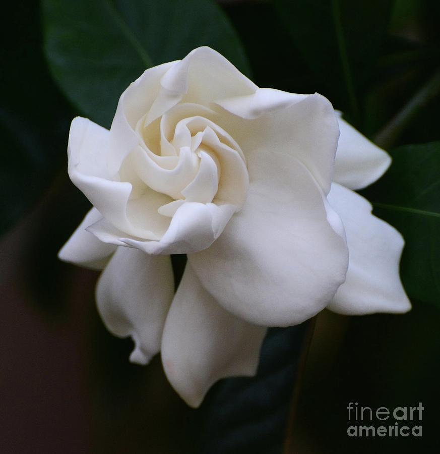 Behold the Gardenia Photograph by Cindy Manero