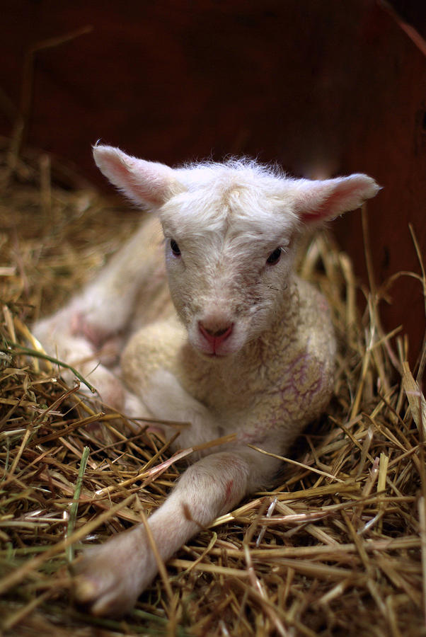 Behold the Lamb Photograph by Linda Mishler