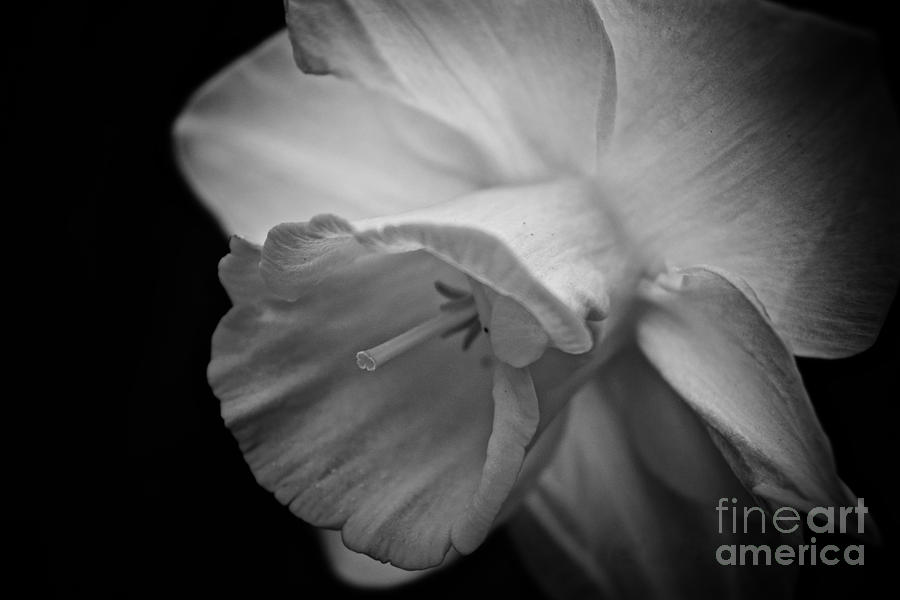 Behold the Narcissus  Photograph by Debra Banks