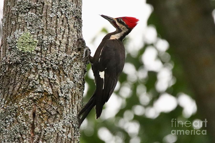 Behold the Pileated Woodpecker Photograph by Tony Lee