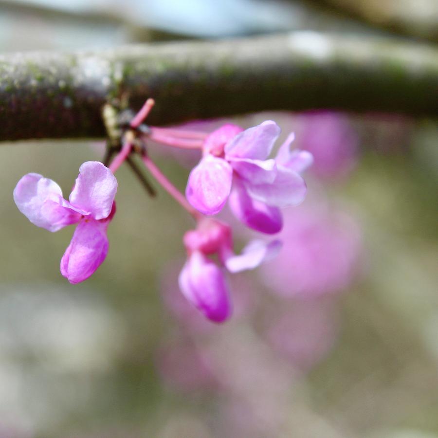 Behold The Redbud Bloom Photograph by M E