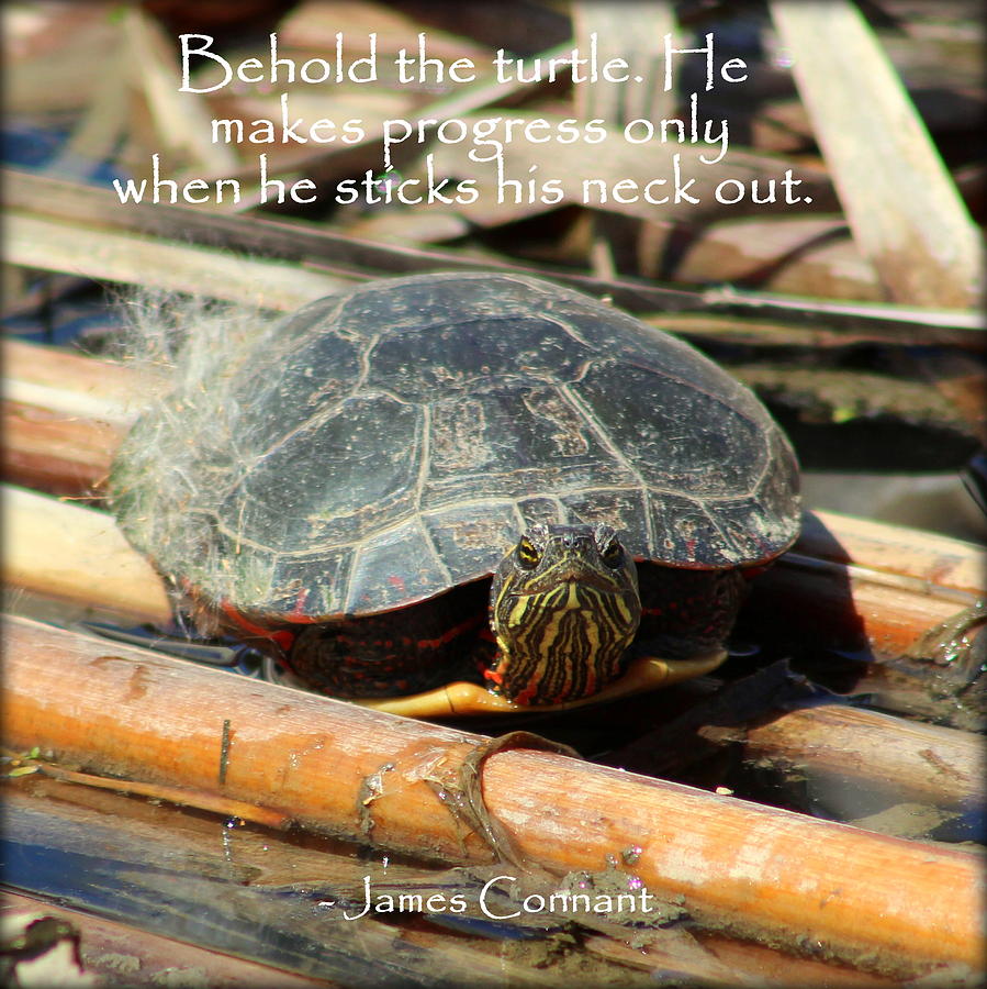 Behold The Turtle Photograph by Anita Hiltz - Fine Art America