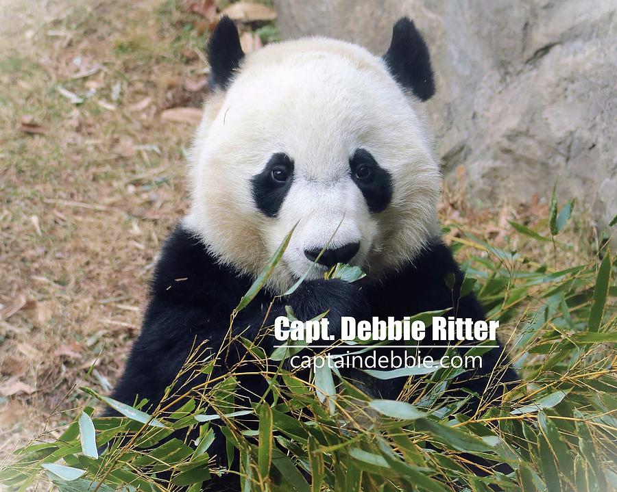 Panda Bear Photograph - Bei Bei 5762 by Captain Debbie Ritter Panda Bear Photograph - Bei Bei 5762 by Captain Debbie Ritter