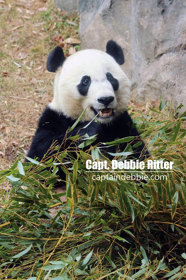 Panda Bear Photograph - Bei Bei 5767 by Captain Debbie Ritter Panda Bear Photograph - Bei Bei 5767 by Captain Debbie Ritter