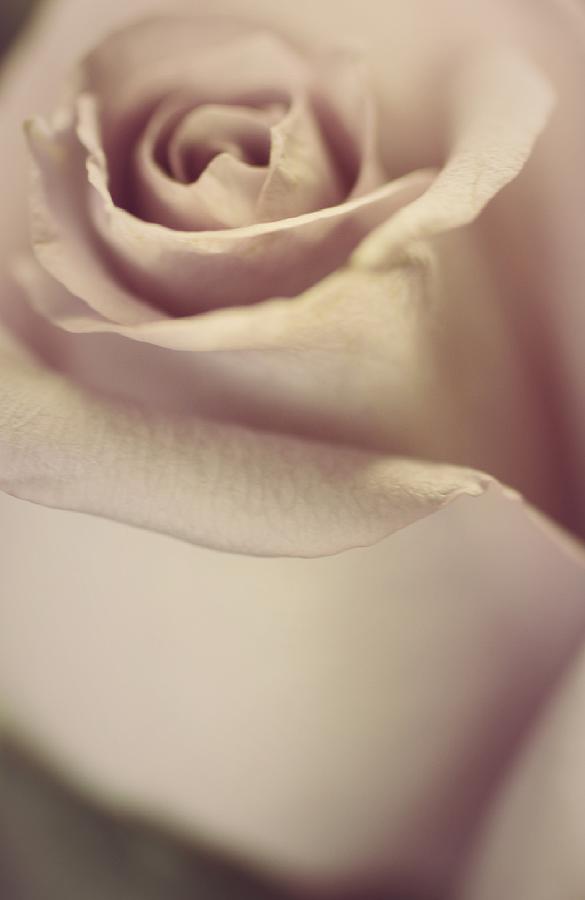 Beige Beauty Rose Photograph by The Art Of Marilyn Ridoutt-Greene