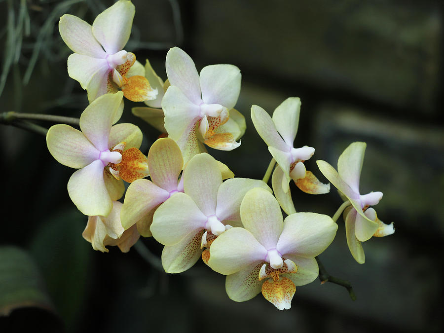 Beige Phalaenopsis Orchid Photograph by Cristina Stefan