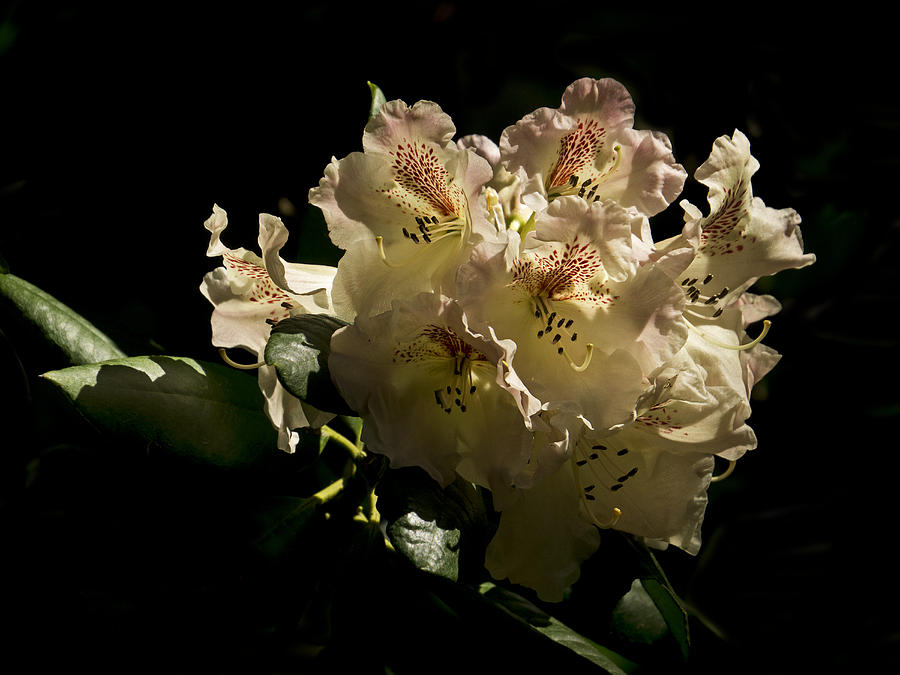 Beige Rhododendron - 365-49 Photograph by Inge Riis McDonald