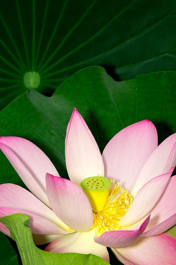 Beijing Lotus Photograph by Randy Stephens - Fine Art America