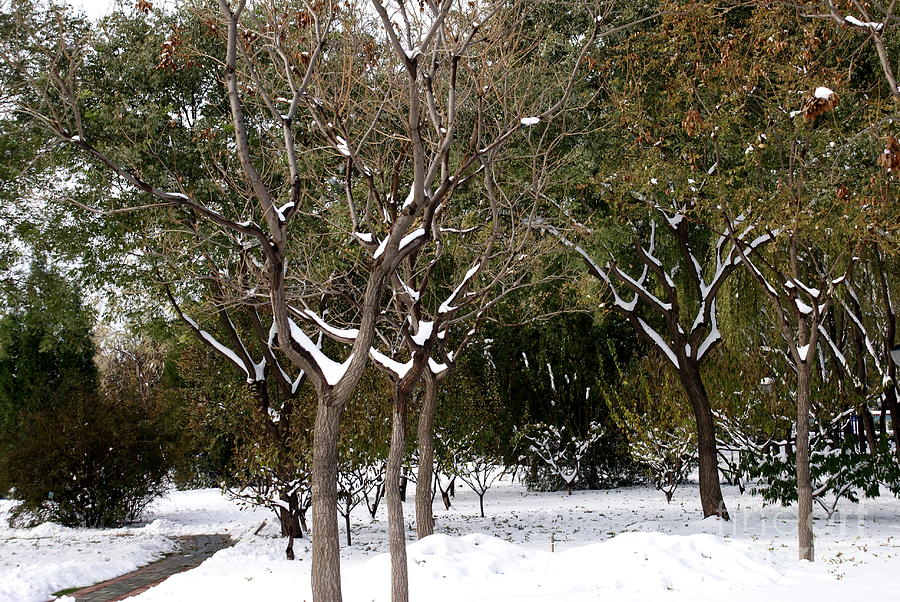 Beijing winter 2 Photograph by Padamvir Singh