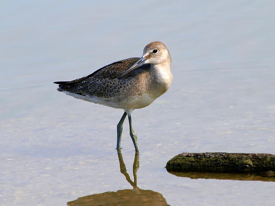 Being Coy Photograph by Kala King - Fine Art America