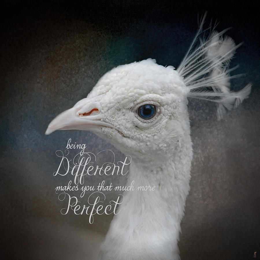 Being Different - Peacock Art Photograph by Jai Johnson