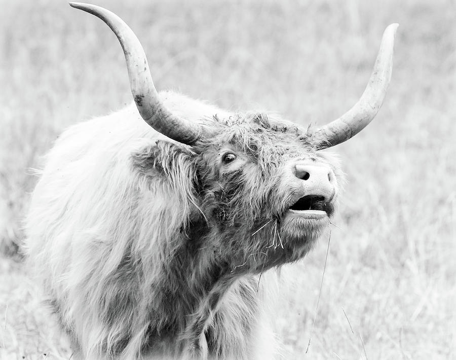 Being Heard Scottish Highland Cow Photograph by Athena Mckinzie