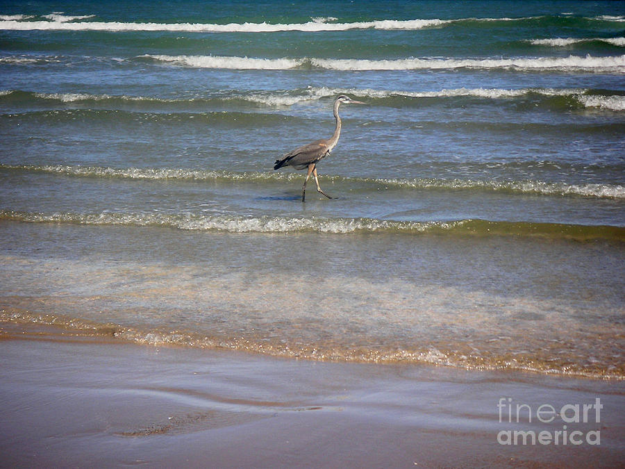 Nature Photograph - Being One With The Gulf - Alert by Lucyna A M Green