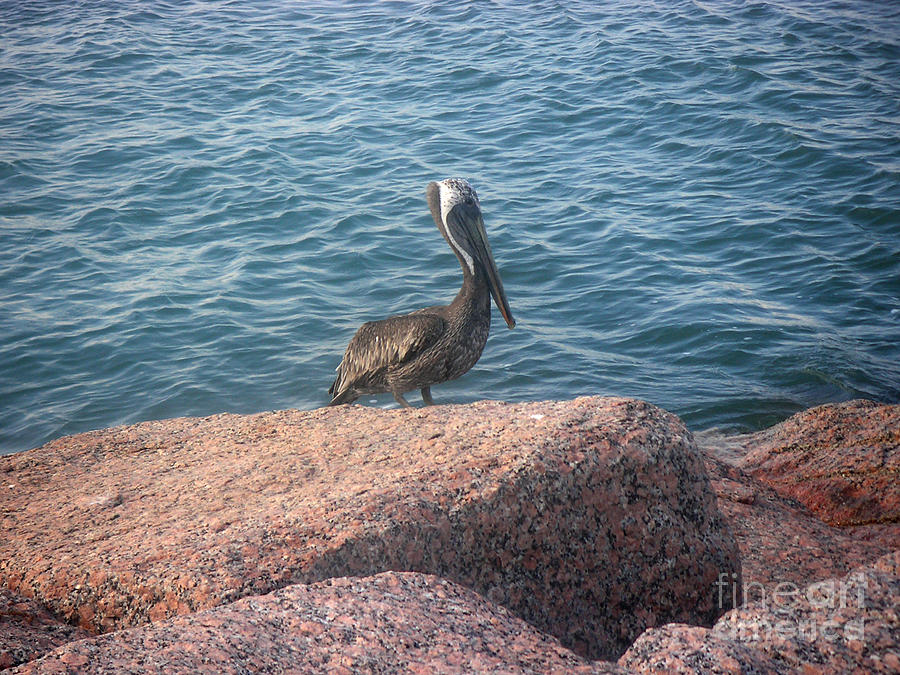 Nature Photograph - Being One With The Gulf - Anticipating by Lucyna A M Green Nature Photograph - Being One With The Gulf - Anticipating by Lucyna A M Green