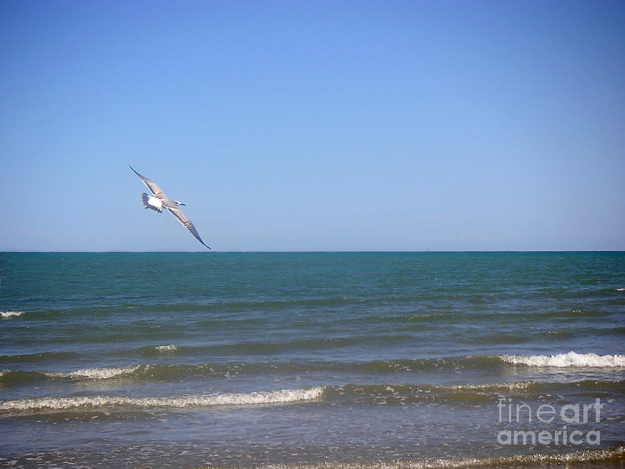Nature Photograph - Being One With The Gulf - Soaring by Lucyna A M Green Nature Photograph - Being One With The Gulf - Soaring by Lucyna A M Green