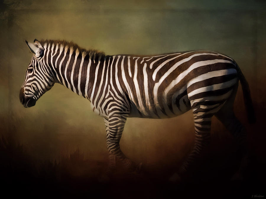 Wildlife Photograph - Being Unique - Zebra Art by Jordan Blackstone