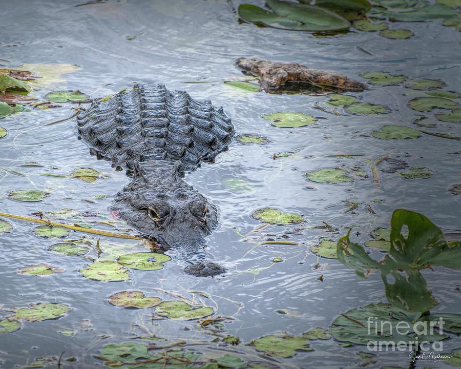 Being Watched - Alligator Photograph
