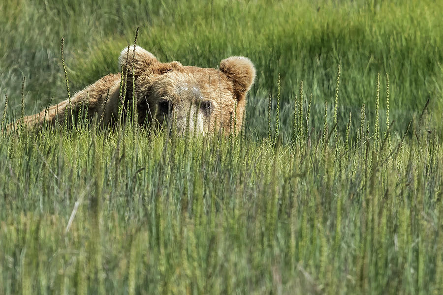 Being Watched by a Big Brown Bear Photograph by Belinda Greb