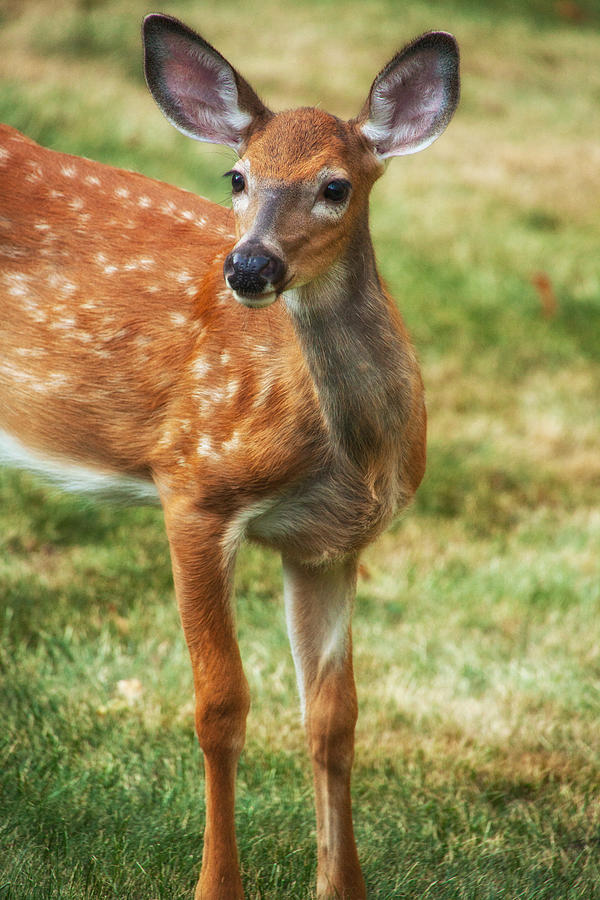 Deer Photograph - Being Young by Karol Livote