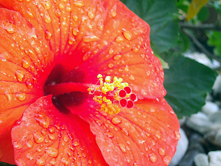 Bejeweled Hibiscus Photograph by Adam Johnson
