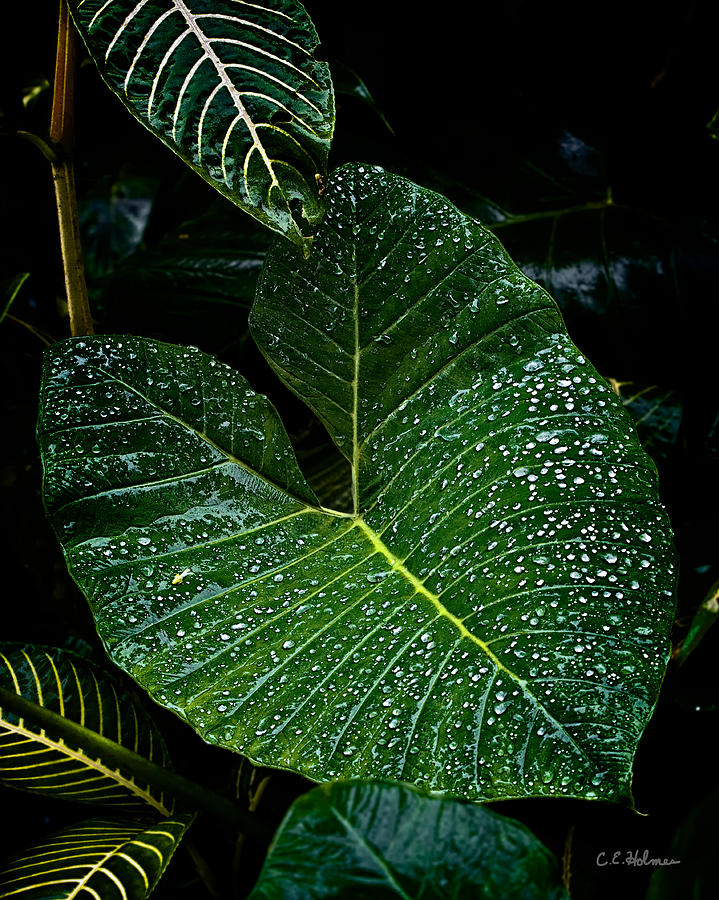 Bejeweled Leaf Photograph by Christopher Holmes
