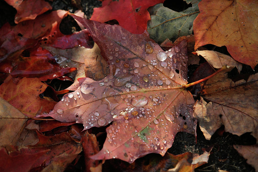 Nature Photograph - Bejeweled Leaf by Doris Potter