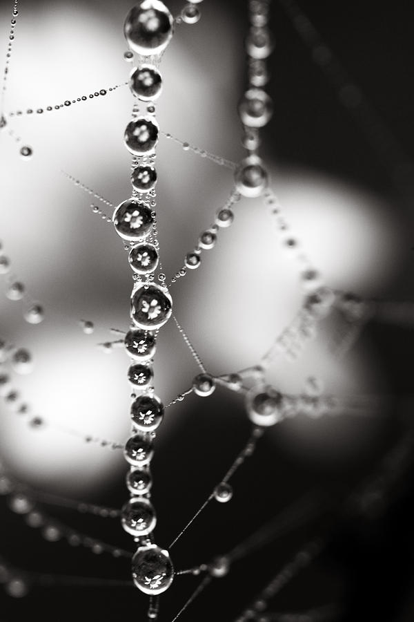 Black And White Photograph - Bejewelled by Floriana Barbu