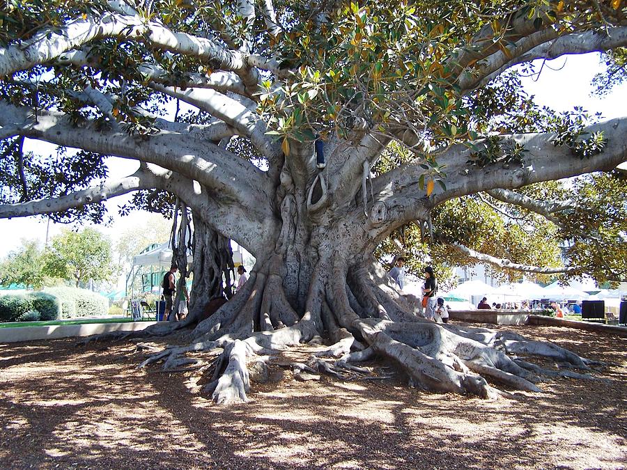 Bel Air Tree Photograph by Madeleine Prochazka - Pixels