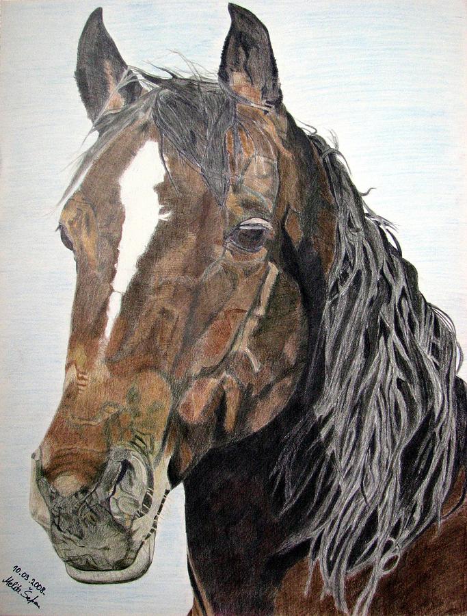 Horse Drawing - Bela by Melita Safran