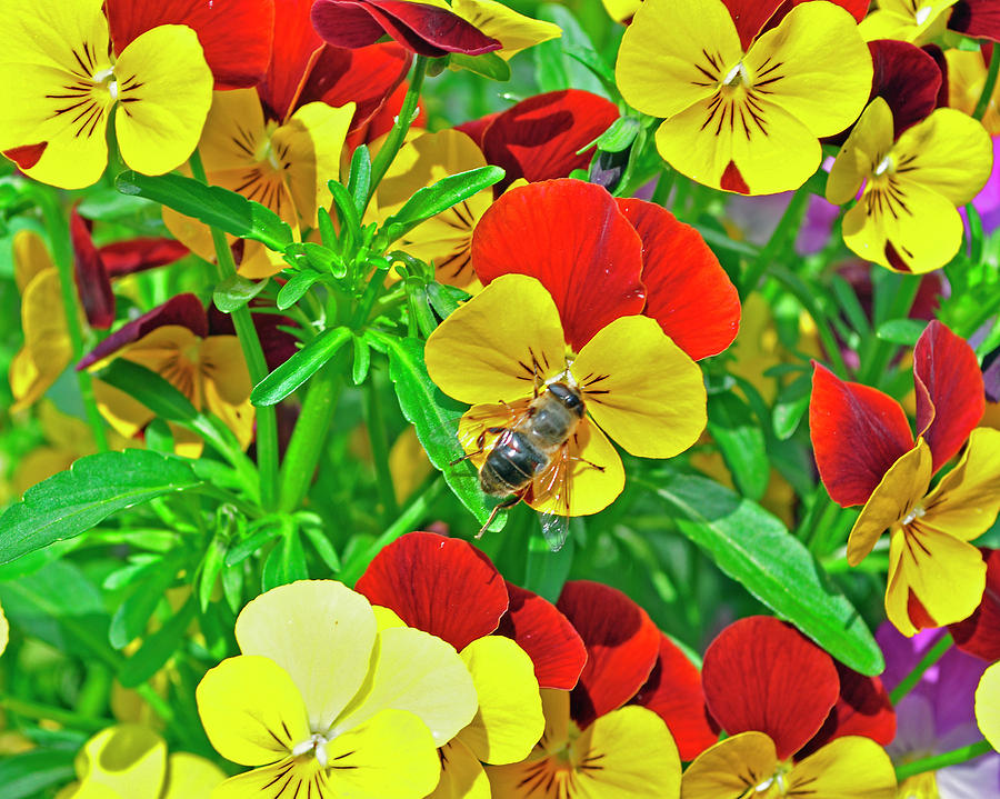 Belgian bee Photograph by Denise Elfenbein