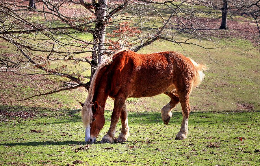 Belgian Draft Horse Photograph by Carol Montoya